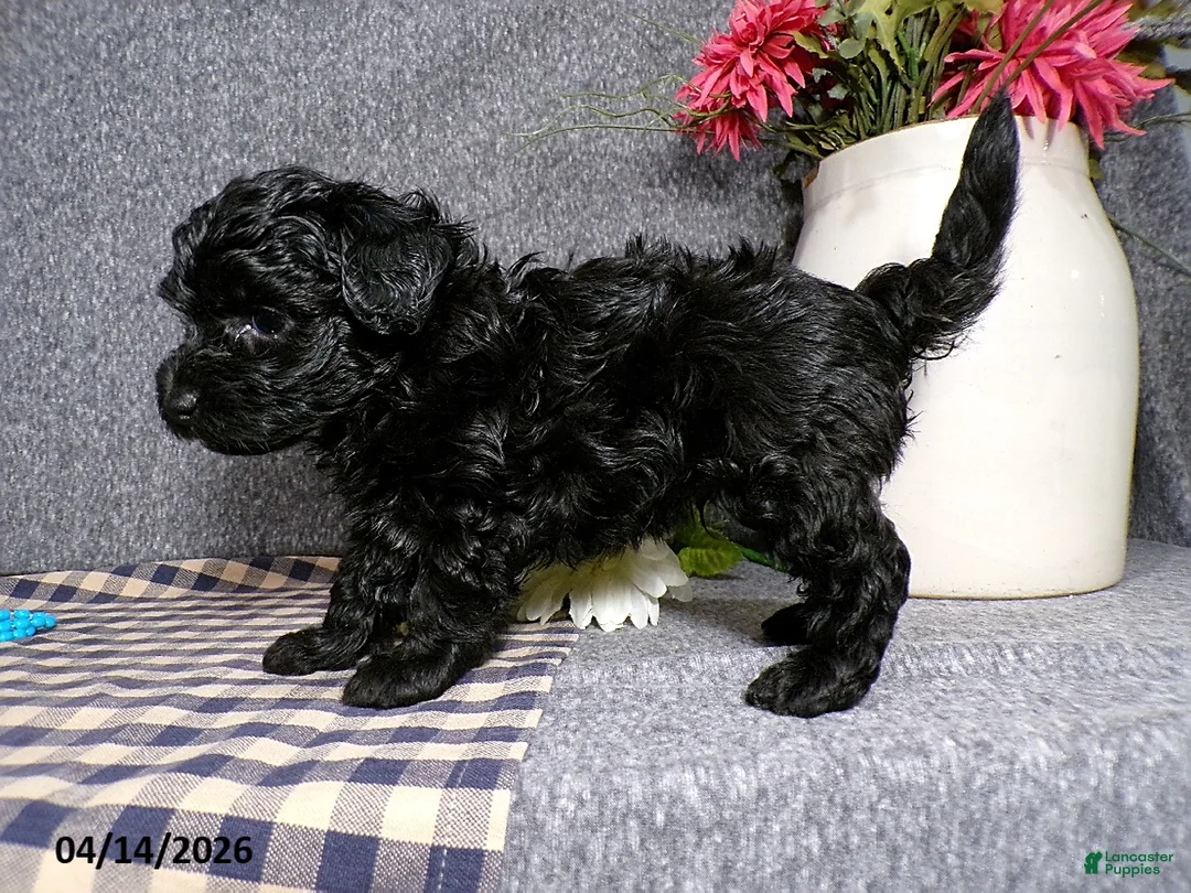 Havapoo dogs for sale: Benji - Ad 1