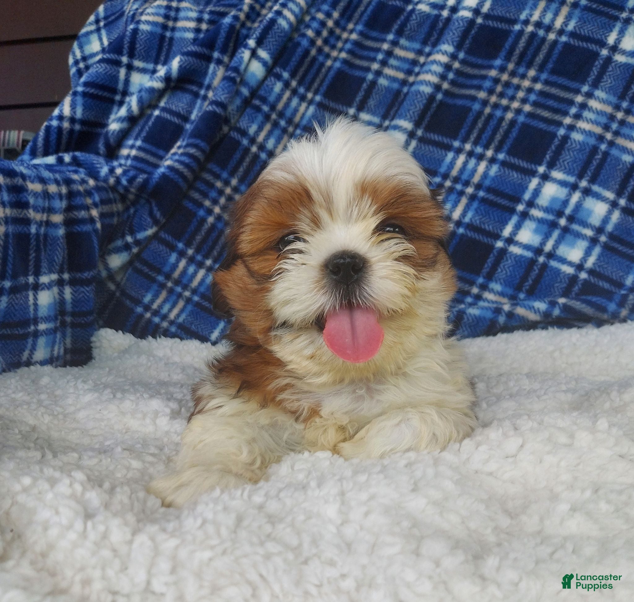 Shih Tzu dogs Harry - Ad 1