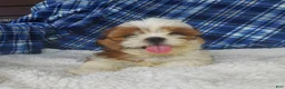 Shih Tzu dogs for sale: Harry - Ad 1