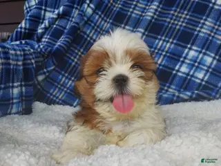 Shih Tzu dogs for sale: Harry - Ad 2