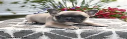 French Bulldog dogs for sale: Polaris - Ad 4