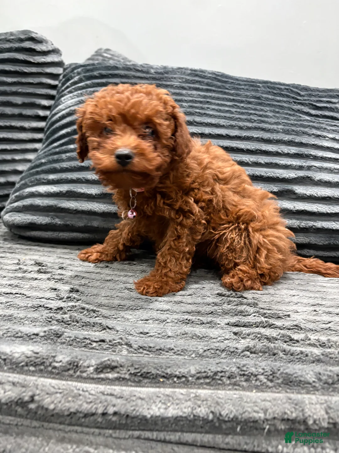 Toy Poodle dogs for sale: Toy Poodle Puppy 1 - Ad 3