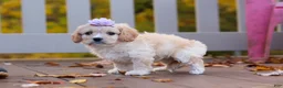 Cavachon dogs for sale: Rosie - Ad 8