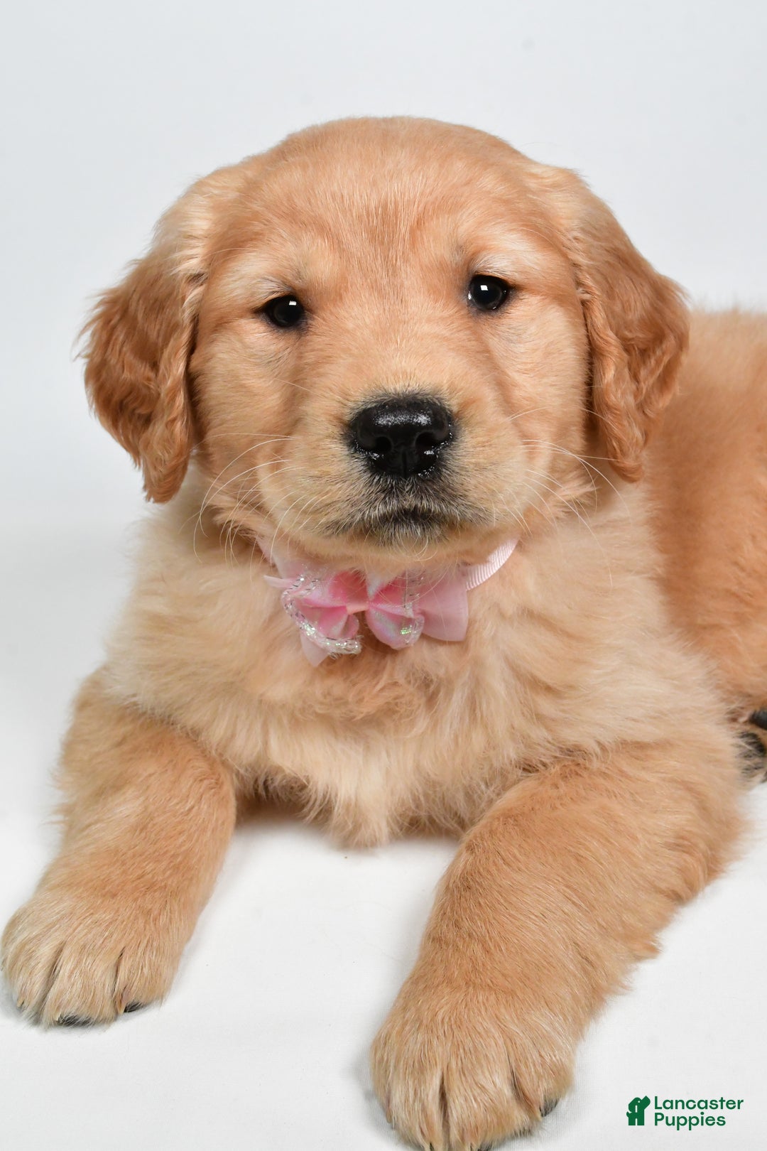 Golden Retriever dogs for sale: Lainey - Ad 6