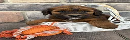 Whoodle dogs for sale: Mae - Ad 3