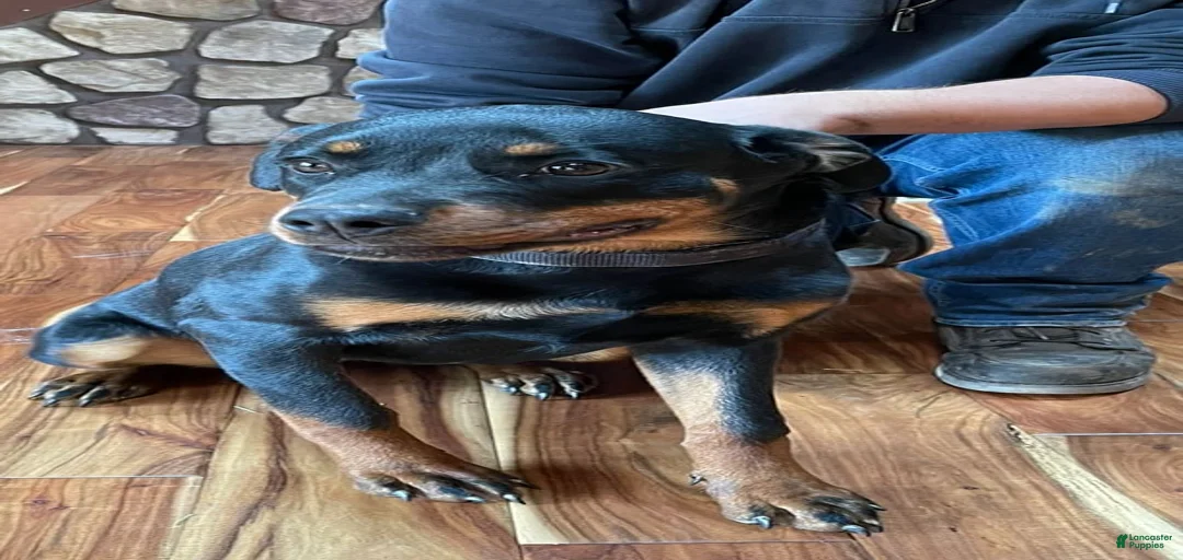 Gallery Image {{count}}