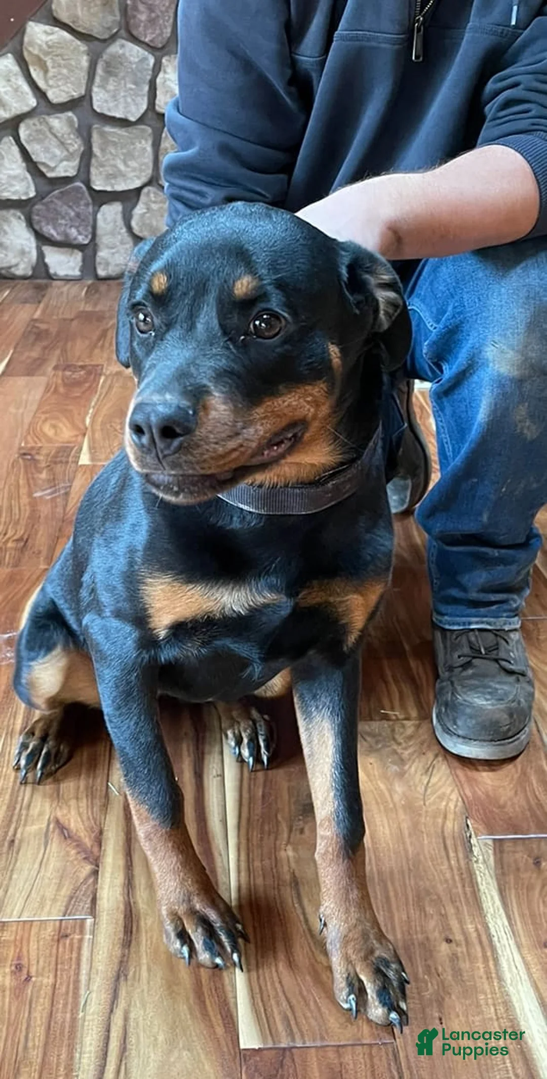 Gallery Image {{count}}