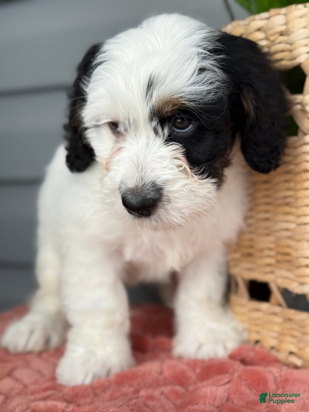 Mini Bernedoodle dogs for sale: Fluffy - Ad 10