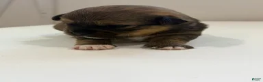 Mixed Breed 1