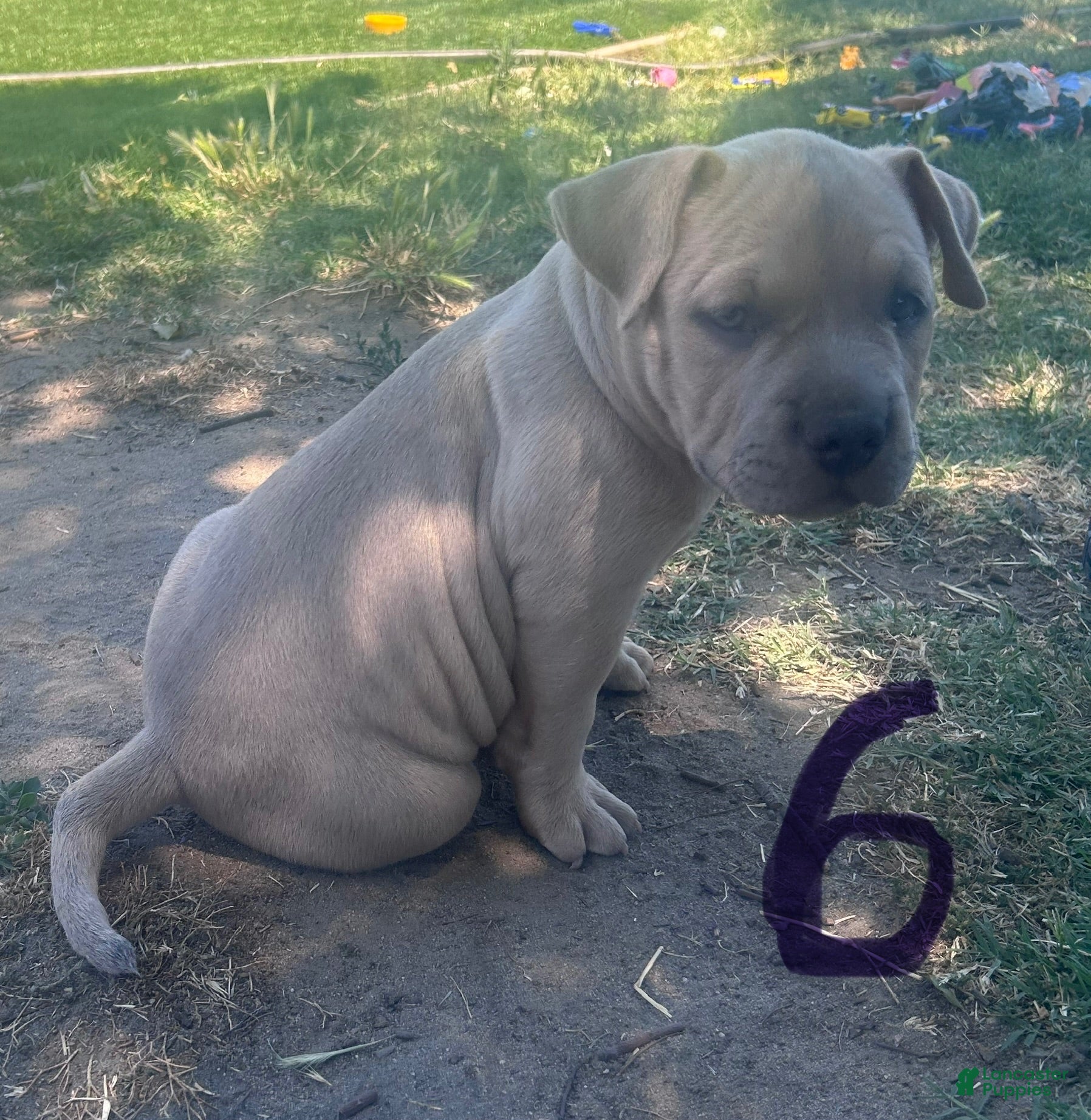 American Bully dogs American Bully 6 - Ad 13