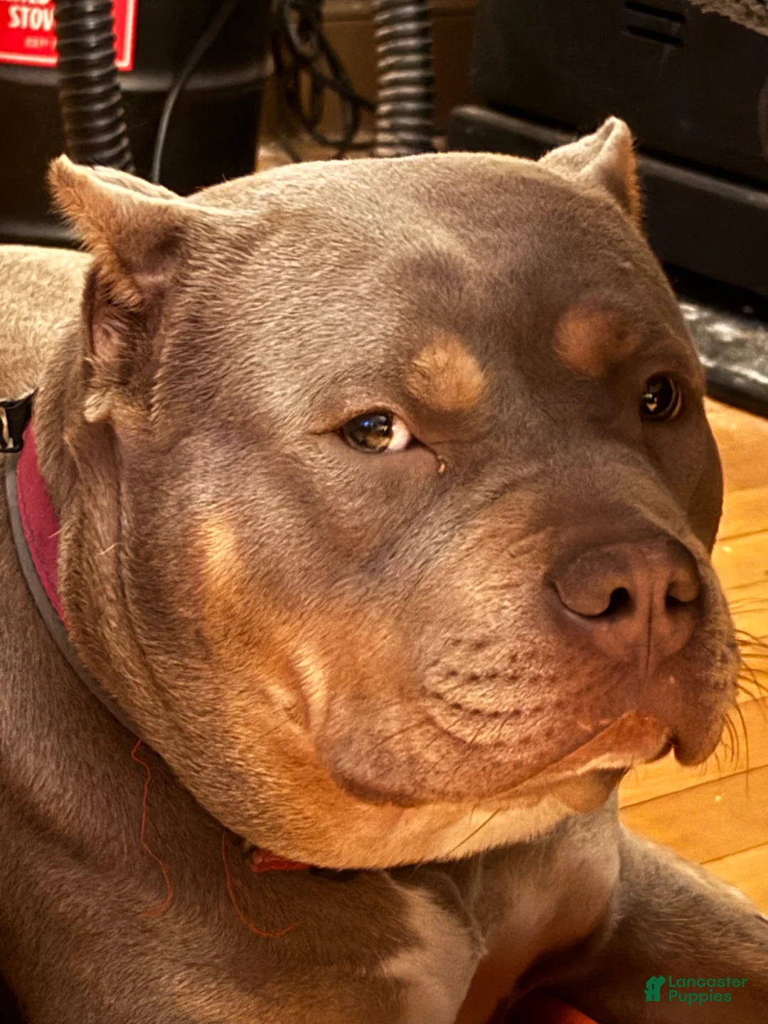 American Bully dogs for sale: American Bully Puppy 1 - Ad 11