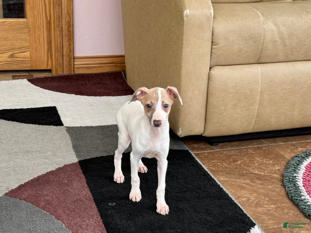 Italian Greyhound dogs for sale: Cindy - Ad 4