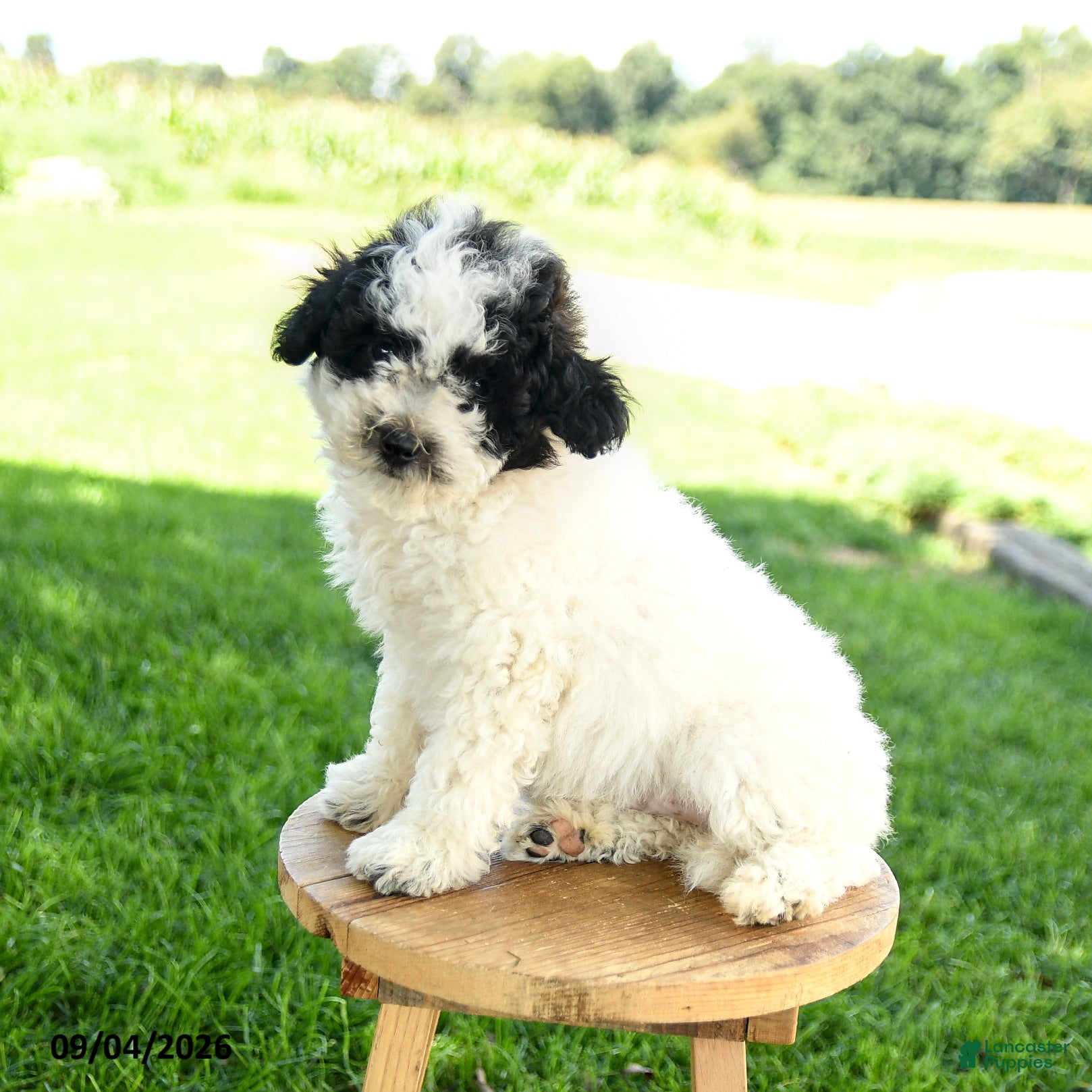 Maltipoo dogs for sale: Snoopy - Ad 4