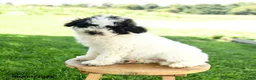 Maltipoo dogs for sale: Snoopy - Ad 1