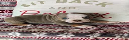 Olde English Bulldogge dogs for sale: Tiny - Ad 3