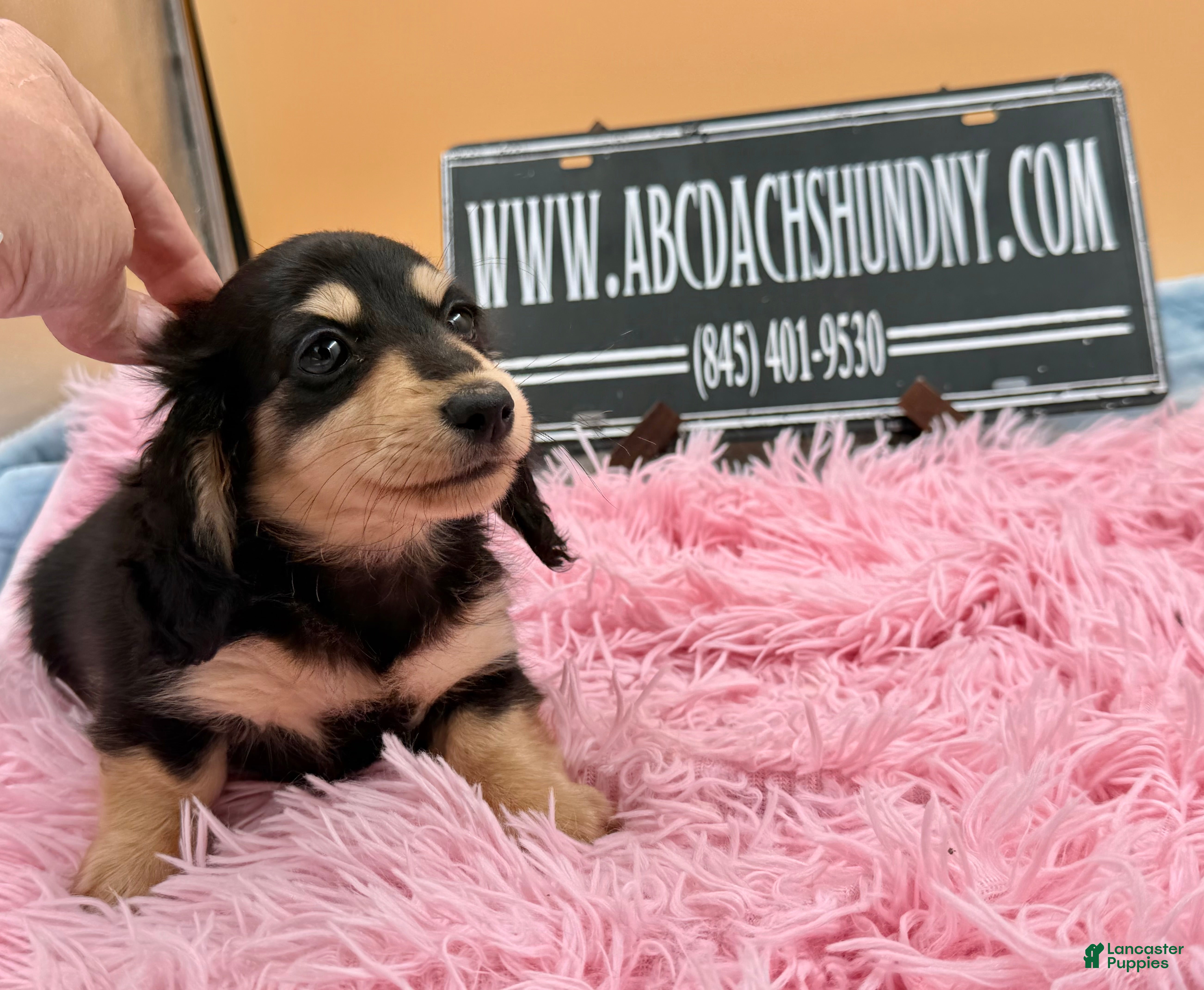 Miniature Dachshund dogs Carrie’s chocolate  will be 6 lbs - Ad 29