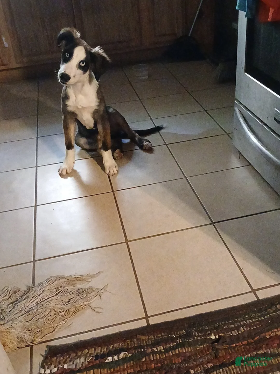 Australian Shepherd dogs for sale: Australian Shepherd 1 Misty Blue - Ad 1