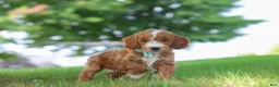 Mini Goldendoodle dogs for sale: Casper - Ad 5
