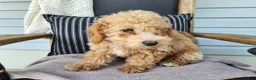 Mini Bernedoodle dogs for sale: Liam - Ad 8