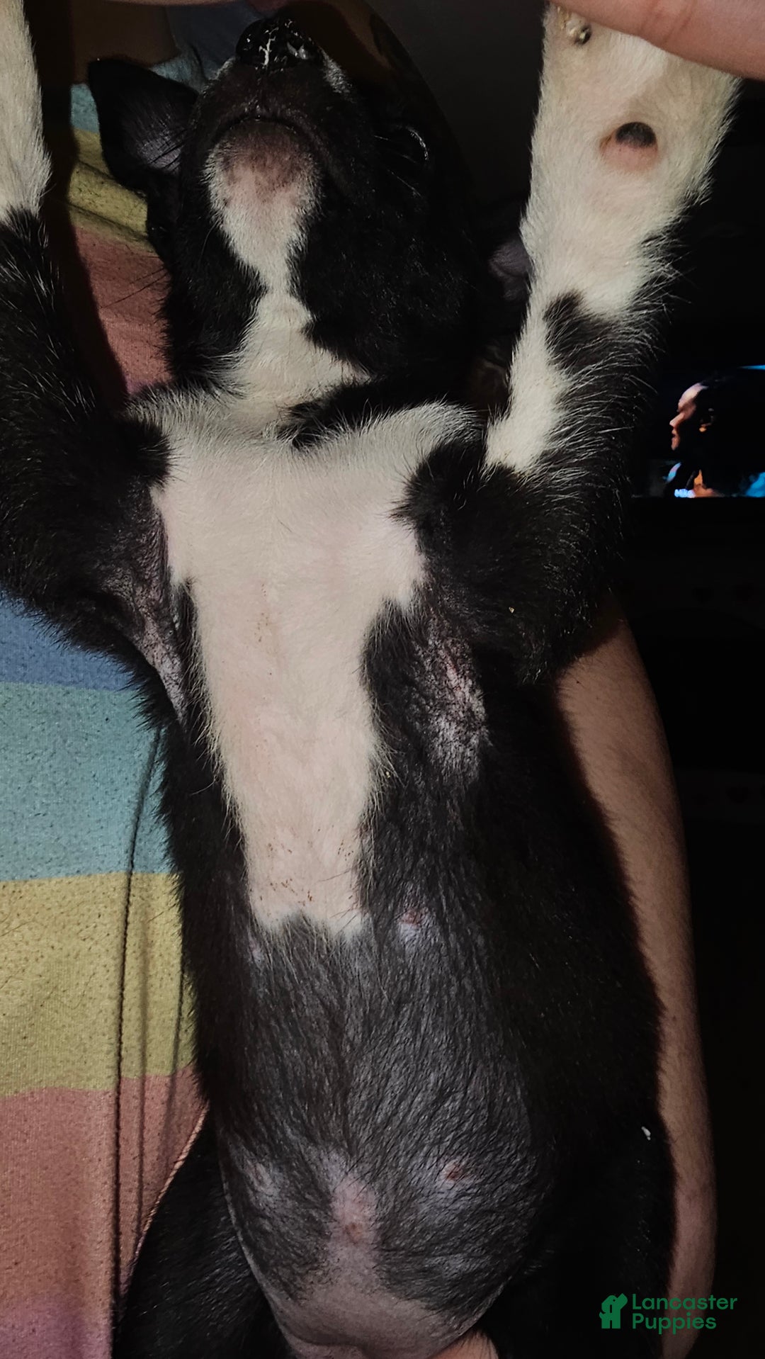 Mixed Breed dogs for sale: Leila - Ad 2