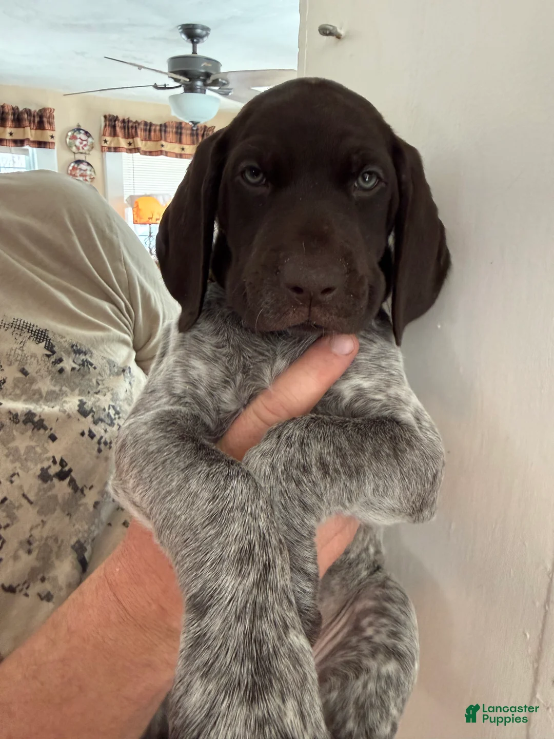 German Shorthaired Pointer dogs for sale: German Shorthaired Pointer Puppy 1 - Ad 1