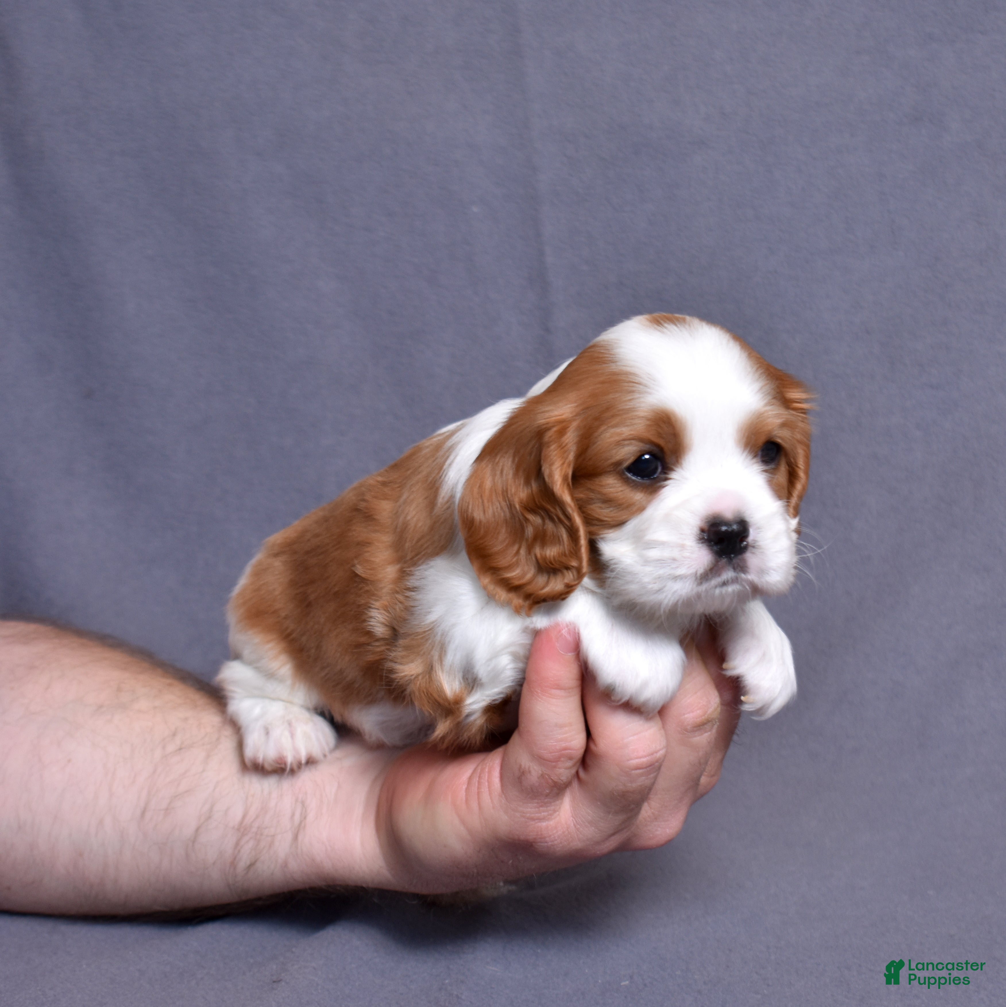 Cavalier King Charles Spaniel dogs Joseph - Ad 2