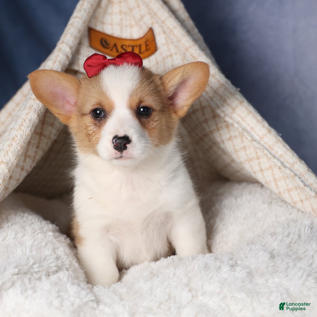 Welsh Corgi Pembroke dogs for sale: Dolly - Ad 5