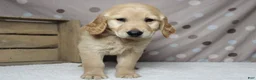 Golden Retriever dogs for sale: Babka - Ad 3