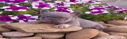 French Bulldog dogs for sale: Alex - Ad 3