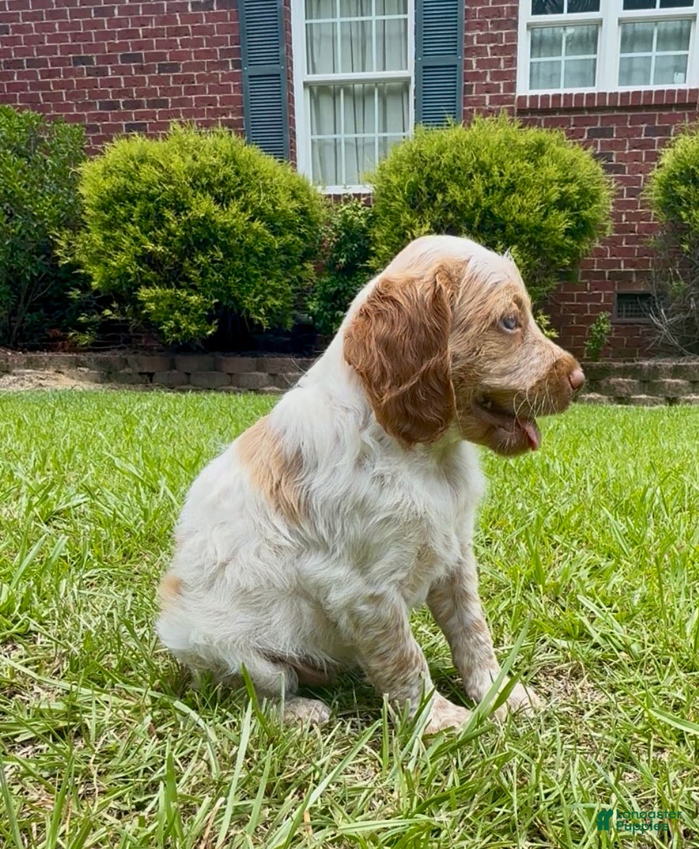 Brittany Spaniel dogs Maggie - Ad 2