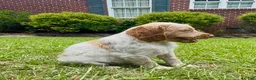 Brittany Spaniel dogs for sale: Maggie - Ad 2