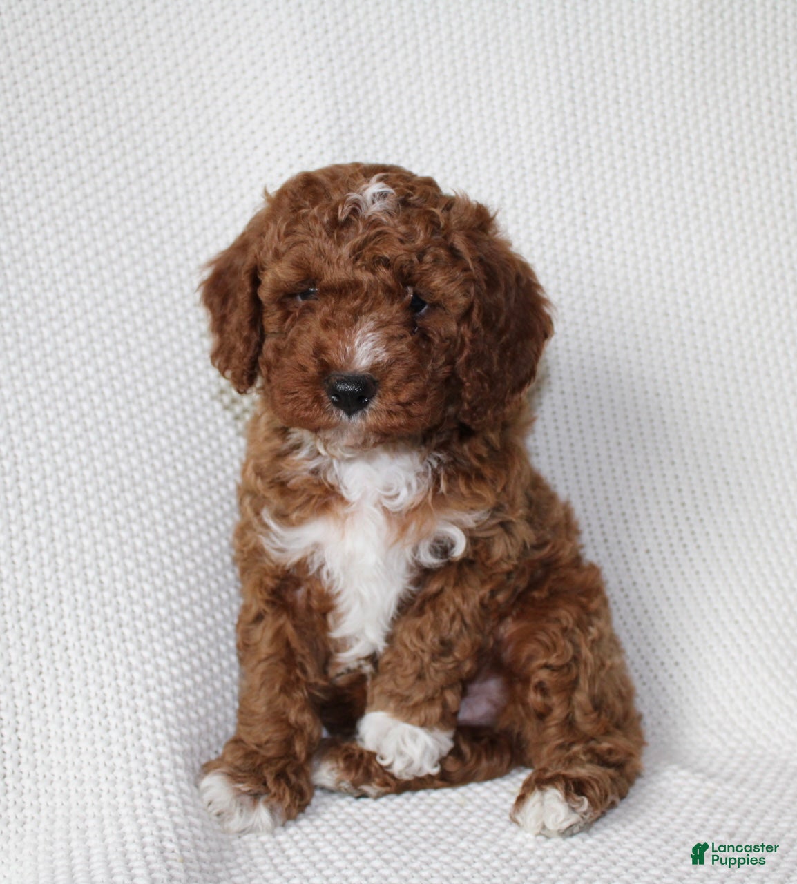 Cavapoo dogs Murphy - Ad 1