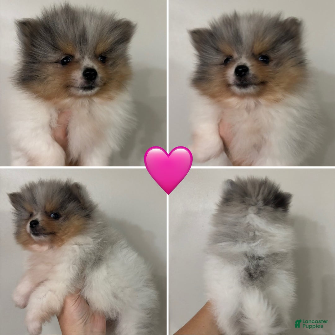Pomeranian dogs for sale: Pomeranian Puppy 2 - Ad 1