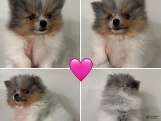 Pomeranian dogs Pomeranian Puppy 2 - Ad 6