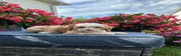Cavapoo dogs for sale: Nola - Ad 5