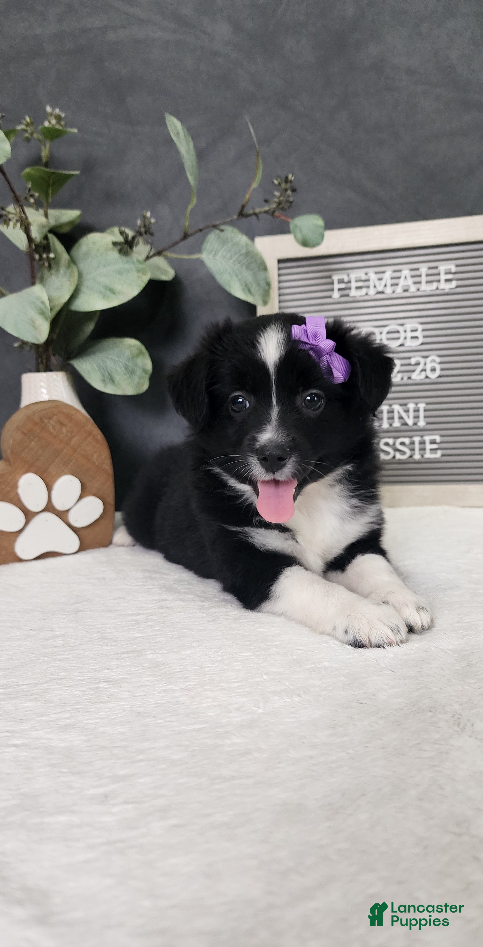 Miniature Australian Shepherd dogs Faith - Ad 1