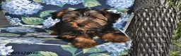 Yorkshire Terrier dogs for sale: Casey - Ad 4