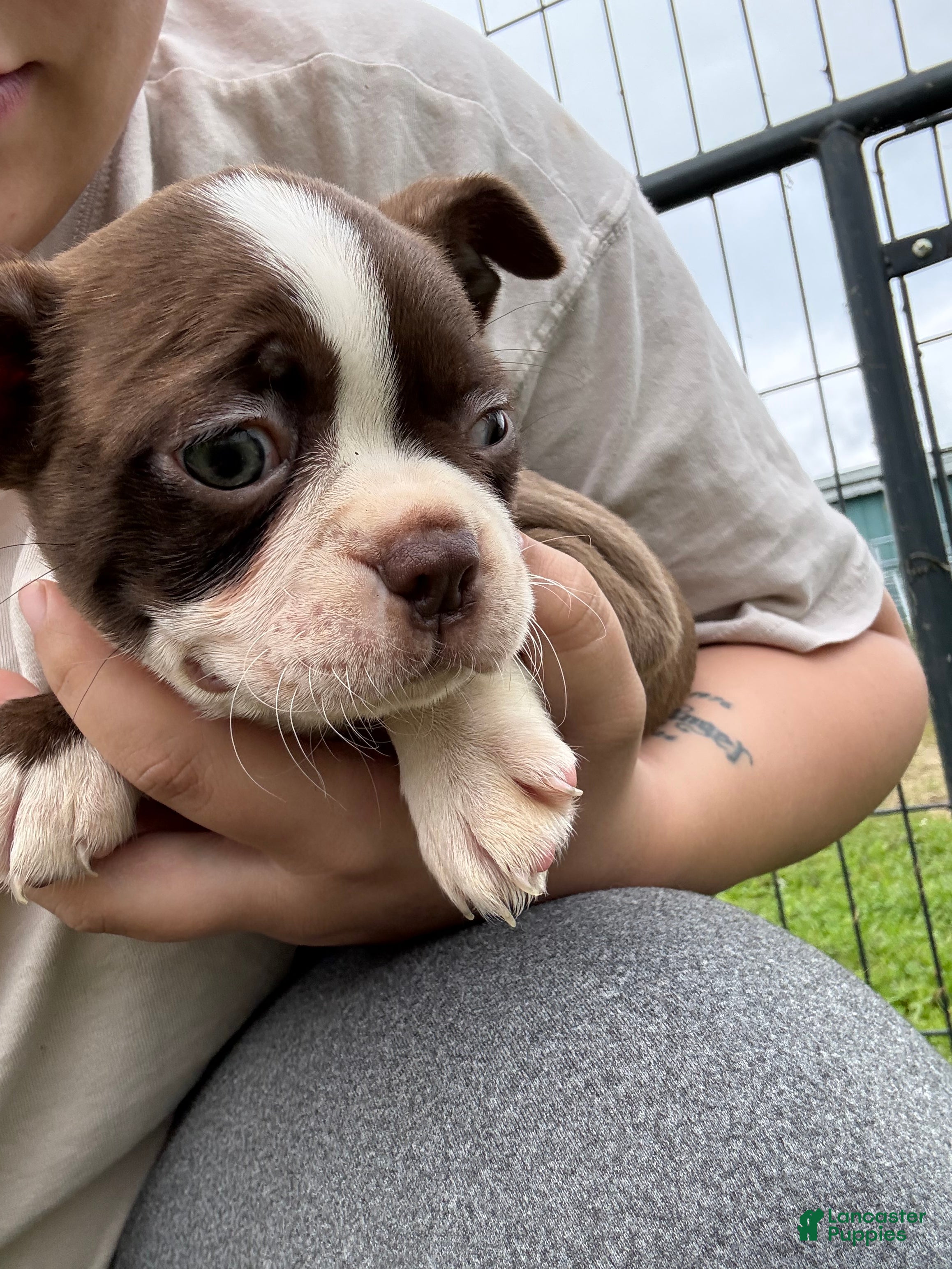 Boston Terrier dogs for sale: Boston Terrier 4 - Ad 21