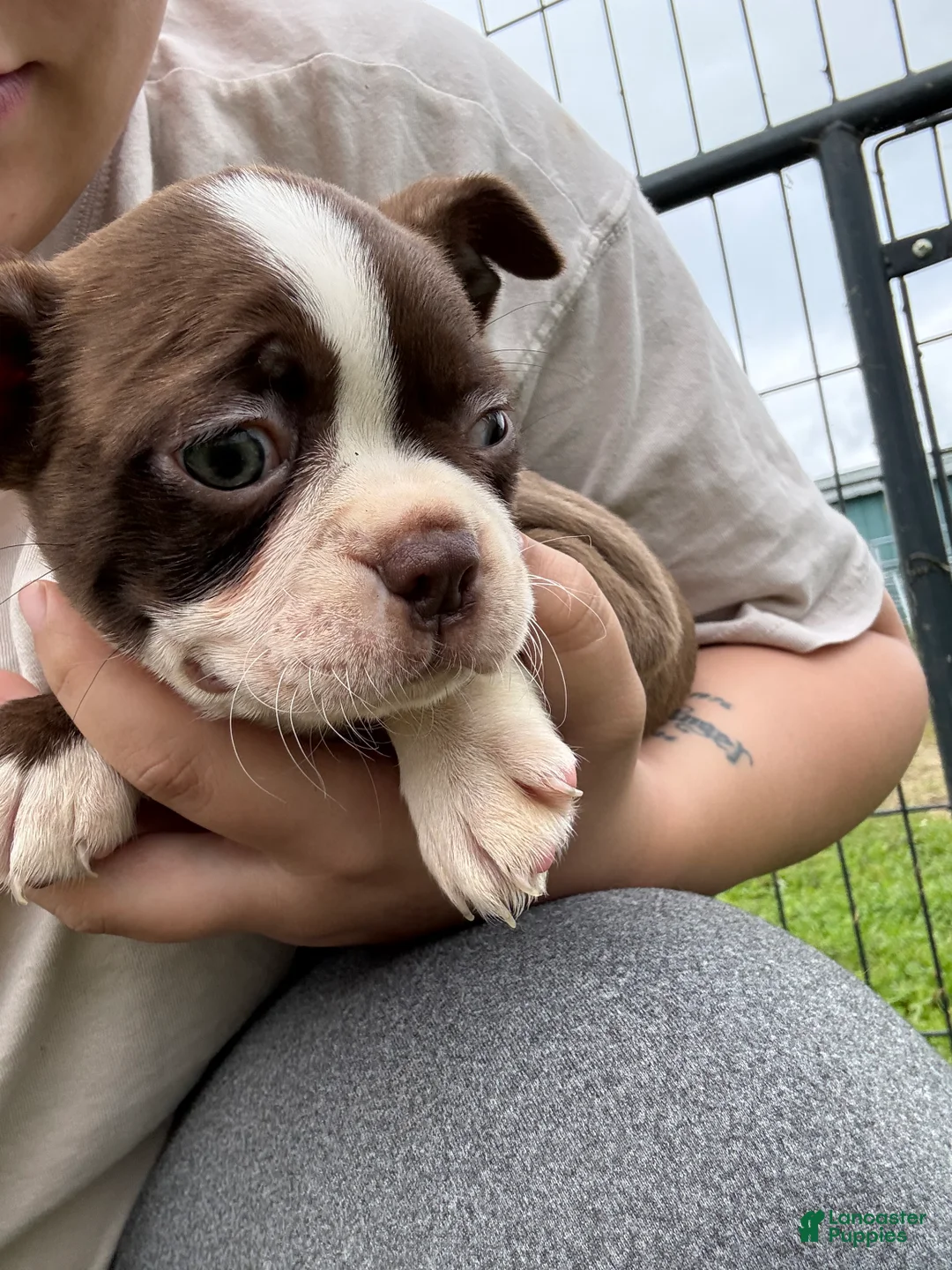 Boston Terrier dogs for sale: Boston Terrier 4 - Ad 1