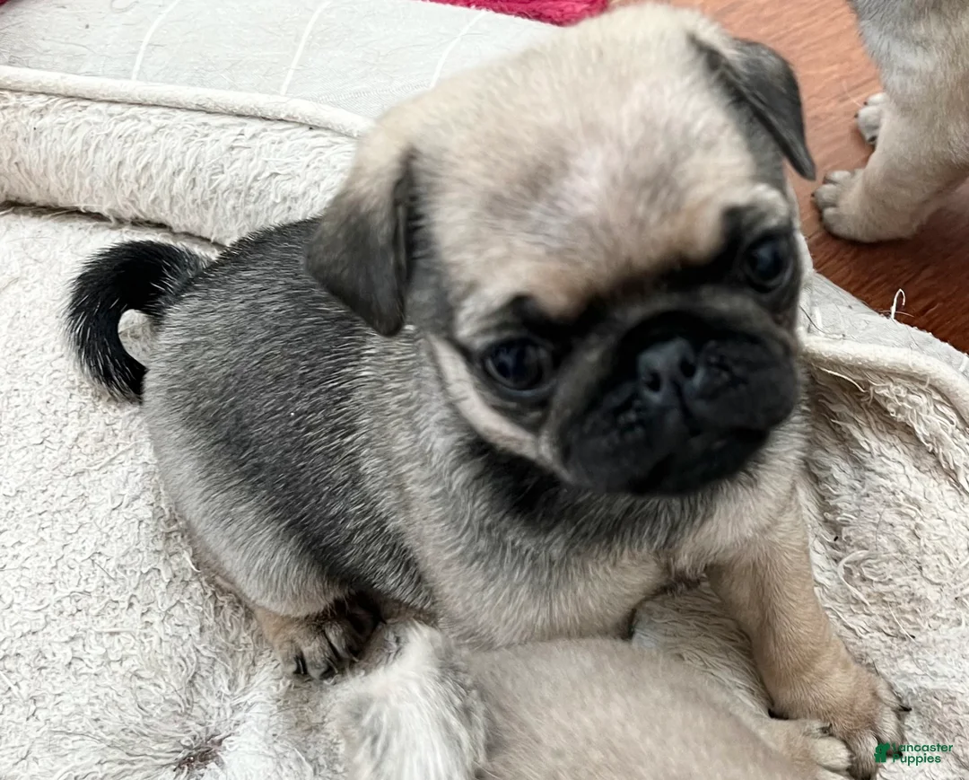 Pug dogs for sale: Pug Puppy 4 - Ad 2