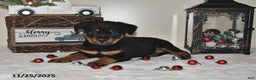 Rottweiler dogs for sale: Alisa - Ad 2