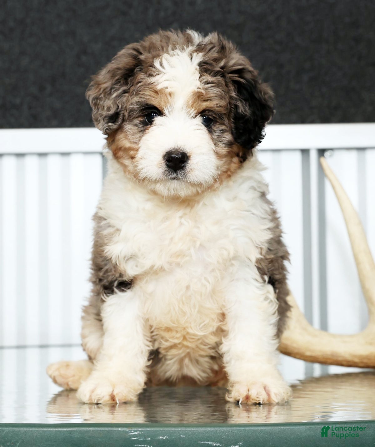 Mini Bernedoodle dogs Jane - Ad 2