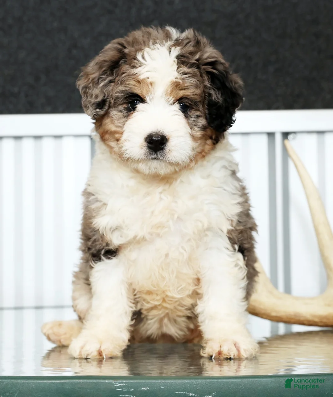 Mini Bernedoodle dogs for sale: Jane - Ad 2
