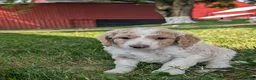Goldendoodle dogs for sale: Chloe  - Ad 1