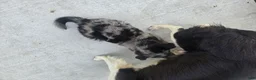 Border Collie dogs for sale: Blue - Ad 16