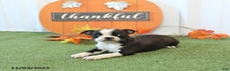 Boston Terrier dogs for sale: Yosemite - Ad 4