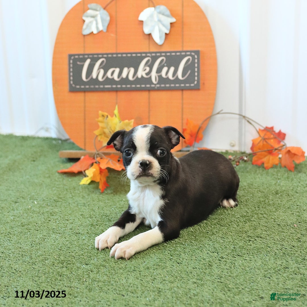 Boston Terrier dogs for sale: Yosemite - Ad 4