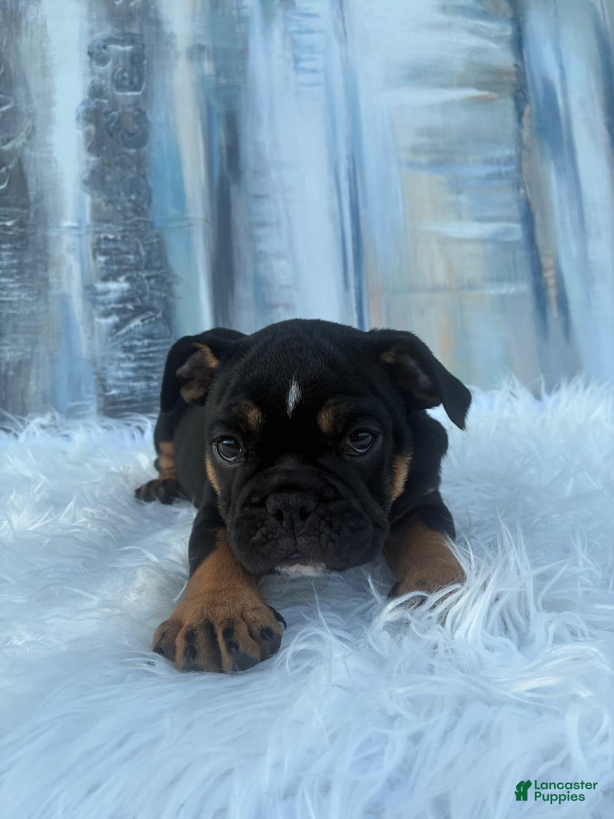 English Bulldog dogs Onyx - Ad 2