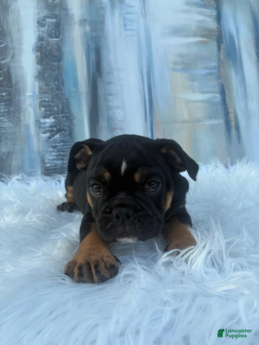 English Bulldog dogs for sale: Onyx - Ad 2