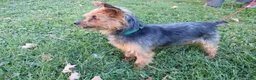 Yorkshire Terrier dogs for sale: Wags - Ad 11